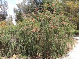 Image result for Melaleuca hypericifolia