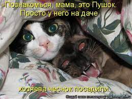 Смешные кошки в котоматрице - 35 смешных фото приколов
