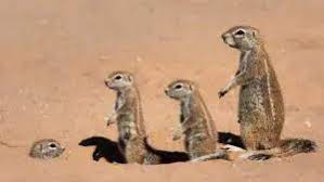 The country has a range of different habitat types and an ecologically rich and diverse wildlife, vascular plants being particularly abundant, many of them endemic to the country. List Of African Animals Beginning With Letters A To Z