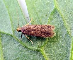 Image result for Bryotropha similis