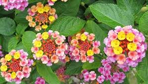 When choosing your flower plants, it's important to select flowers that have the same level of sun tolerance so you don't get wilted, limp looking flowers. Top 22 Florida Flowers With Pictures Native And Non Native