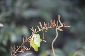 Image result for Ventilago