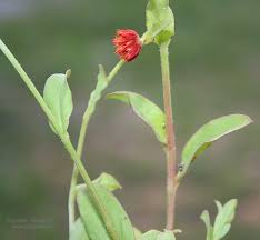 Image result for Psilotrichum sericeum