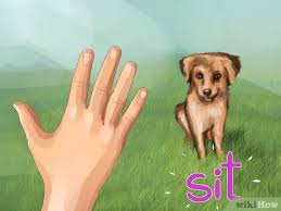 Australian shepherds are easy going, perpetual puppies that love to play, they make an excellent children's companions. How To Train An Australian Shepherd 12 Steps With Pictures