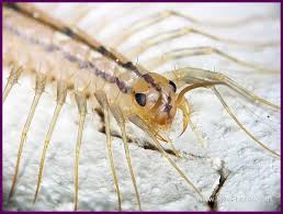 We did not find results for: House Centipede Plant Pest Diagnostics