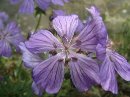 Image result for Geranium mlanjense