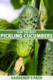 How to keep cucumbers fresh from the garden. 9 Of The Best Pickling Cucumbers Gardener S Path
