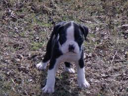 Dogs all motors for sale property jobs services community pets. Litter Of 7 Boxer Puppies For Sale In Beech Island Sc Adn 55085 On Puppyfinder Com Gender Female Age Boxer Puppies Boxer Puppies For Sale Puppies For Sale