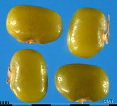 Image result for Teramnus repens