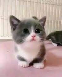 hi there little one 2020 sevimli hayvan yavrulari sevimli kedi yavrulari kediler ve yavrulari