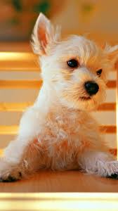 Dog wallpapers cute is a library of dog pictures to be used as wallpaper for your iphone / ipad. Dog Backgrounds For Iphone Novocom Top