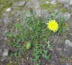 Image result for Taraxacum