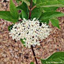 This redosier dogwood is a northern species that grows way up north into most of canada, the pacific northwest, the rocky mountains, the northern plains, all minnesota & wisconsin. Surprise Our Red Twig Dogwoods Are Blooming Garden Sanity By Pet Scribbles