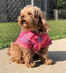 Looking for an epic hawaiian shirt to make sure you dominate casual friday's in the office? Tropical Bros X Pmt Hawaiian Dog Shirt Pardon My Take Podcast Clothing Merch Barstool Sports