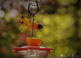 Maybe you would like to learn more about one of these? How To Attract Orioles With Oranges And Insects Ferns Feathers