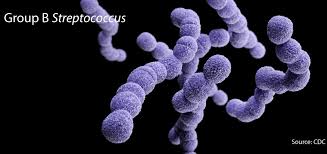 Image result for Streptococcus