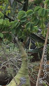 Image result for Adenia fruticosa