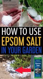How To Use Epsom Salt In The Garden 5 Ways Garden Fertilizer Home Vegetable Garden Garden Pests