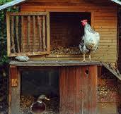 Cómo construir un gallinero paso a paso | Ideas para ...