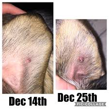 Image result for abscess dog's ear flap