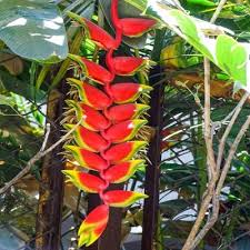 Image result for Heliconia rostrata