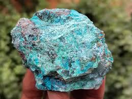 Image result for Clutia monticola