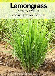 Cottage Garden Love Making Lemongrass Recipes But Tired Of Buying It In The Store Grow Lemongrass At Home Lemongrass Plant Lemon Grass Organic Gardening Tips
