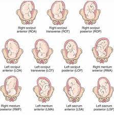 Understanding Fetal Positioning Earthbound Integrative Therapeutics