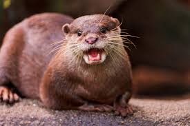 Smiling Happy Otter Flickr Photo Sharing Otters Significant Otter Animals