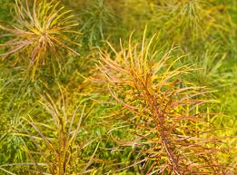 We did not find results for: October Plant Of The Month Arkansas Blue Star