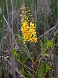 Image result for Lysimachia brevipes