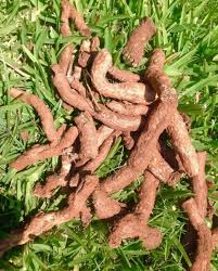 Image result for Dioscorea hirtiflora