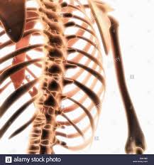 Rib Cage Illustration Stock Photos Rib Cage Illustration