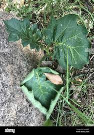 Image result for Solanum chrysotrichum