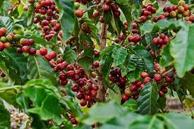Image result for Coffea sp. A