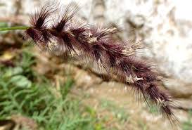 Image result for Cenchrus