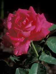 Check spelling or type a new query. Miss All American Beauty Hybrid Tea Roses Tea Roses Beautiful Roses