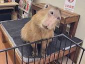 CAPYBARA LAND (Capybara Cafe & Petting Zoo) 内山 茂 | Miss Ringo ...