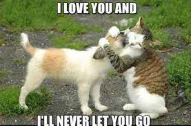 The 100 Best I Love You Memes That Are Cute Funny Romantic All At The Same Time Cute Animals Funny Animals Funny Animal Memes
