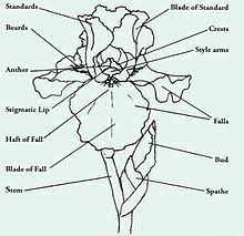 Iris Plant Iris Drawing Iris Flowers Iris