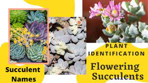 For example, kalanchoes produce bell shaped, reddish flowers that droop down from long thin green stalks. Flowering Succulent Plant Identification Bloom Id With Moody Blooms Youtube