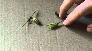 Saving Columbine Seeds Youtube