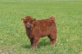 We hope on our page you can find the answers you are looking for and maybe even some little (or bigger) four legged friends that may. You Can Get Yourself A Fluffy Miniature Cow For A Pet