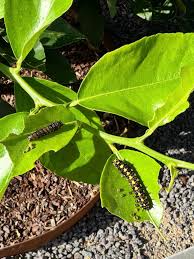 Image result for Vepris bachmannii