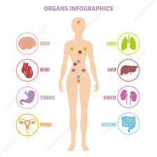 The human body is a riddle upon a riddle. Brain And Lungs Inside Human Body Illustration Search Science Photo Library