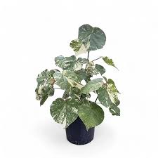 Image result for Hibiscus tiliaceus