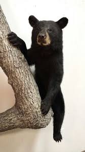 Award Winning Black Bear Shoulder Mount Pin On Taxidermy