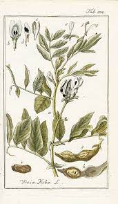 Johannes Zorn Icones Plantarum Medicinalium 1779 Herb Prints Botanical Prints Antique Botanical Print