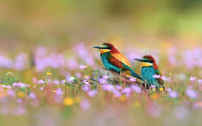 Nature Birds And Flowers Wallpaper Desktop Hd Wallpapers Bee Eaters Birds Flowers Depth Of Field Animal Wallpapers Animal Wallpaper Cute Animal Photos Spring Animals
