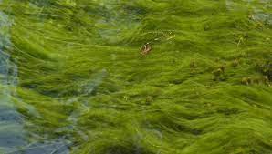 It the water flow is too past it won't kill the algae. Mastering String Algae In Five Steps Pond Trade Magazine